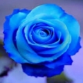 kirablue