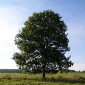 ISeeTrees