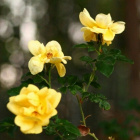 gabbiflowerss