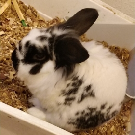 sweetbunny_