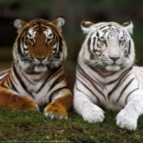 TigaWeirdo