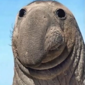 ukuuku7