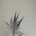 featherino