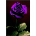 BLACKDIARY