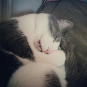 KittenTune101
