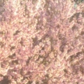 GabrielRose