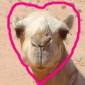 CamelBonker