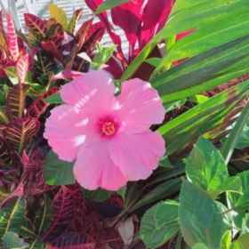 blossomom