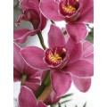 PinkOrchid