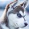 Huskyluvac