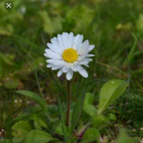 CommonDaisy