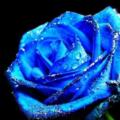 Beautiful_Dreamer