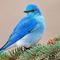 bluesparrow