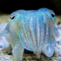 cuttl