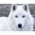 lonlybabywolf