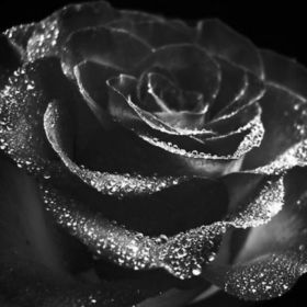 SilverRose10