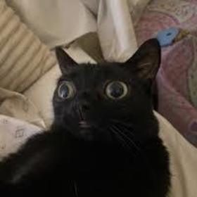 CrushingCats
