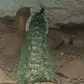 lakshmipathi
