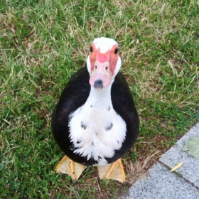 MagorTuga