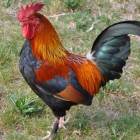 terbitha