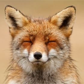 fox_shawn_11k