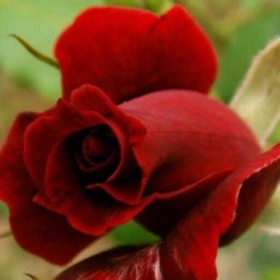 Mansingh