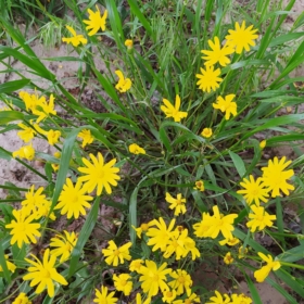 miladbahal
