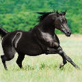 DarkStallion