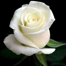 ashwinikumar
