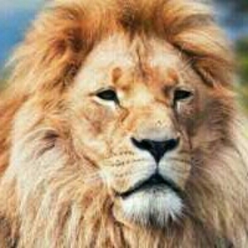 queenlion