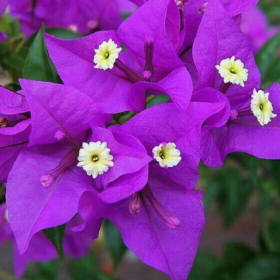 Ridii