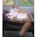 Shadowkitty3