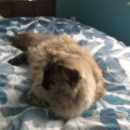 Ragdoll18