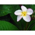 Rosebud2312