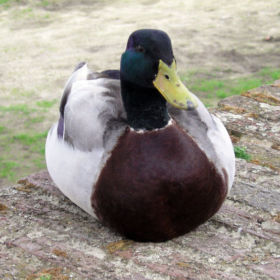 TheDuckman