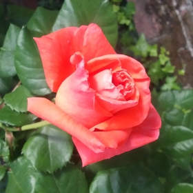 MrG69