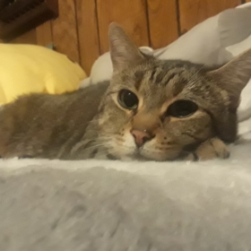 sewyseal