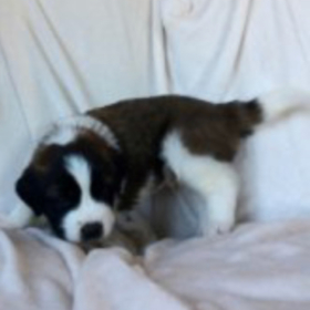 PuppyLover18