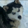 thewolfsgirl