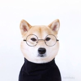 Steve_Dogs