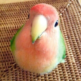 BigBoyo
