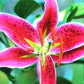 StargazerLily