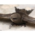 swift_birdie