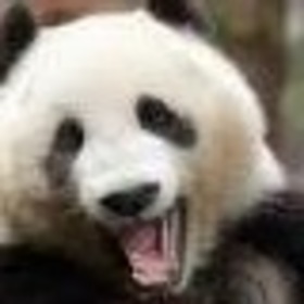 LaughingPanda