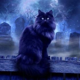 CatCatCat