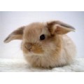 baby_bunny