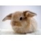 baby_bunny