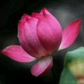 Raahi_Rathod