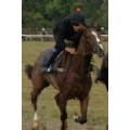 jockeydan
