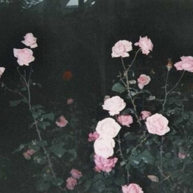 FlyingFlowerBoys